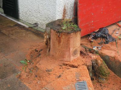 Trotzdem das der Baumstrunk 13 Jahre im Regen stand, komm ich nur mühsam vorwärts