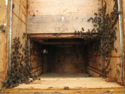 Bienen hinter dem eigentlichen Bienenraum
