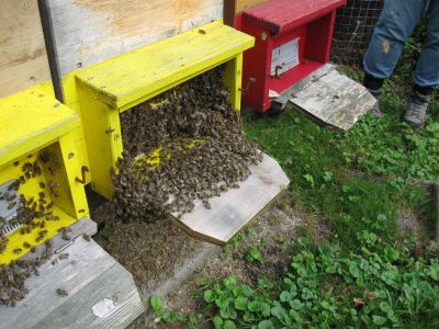 Auch vorne sitzen viele Bienen draussen