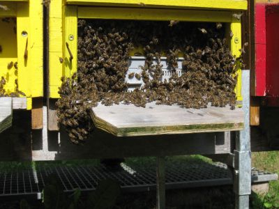 Den Bienen scheint die Ameisensäure in den Augen zu brennen, darum kommen Sie vor das Flugloch