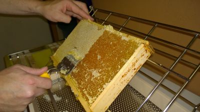 Entdeckeln der Honigwabe, damit der Honig in der Schleuder herausfliessen kann