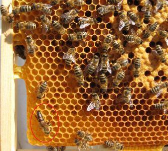 Bienenkönigin vom gelben Volk am 17.Juni 2014
