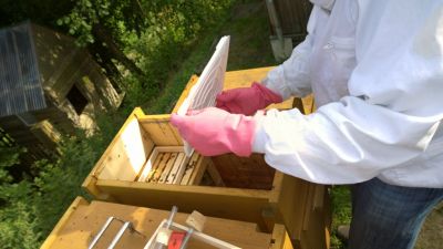 Behandlung der Bienenstöcke mit Ameisensäure gegen die Varoa-Milbe