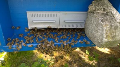 Nach dem einlegen der Ameisensäure-Dosierer wollen die Bienen ins Freie