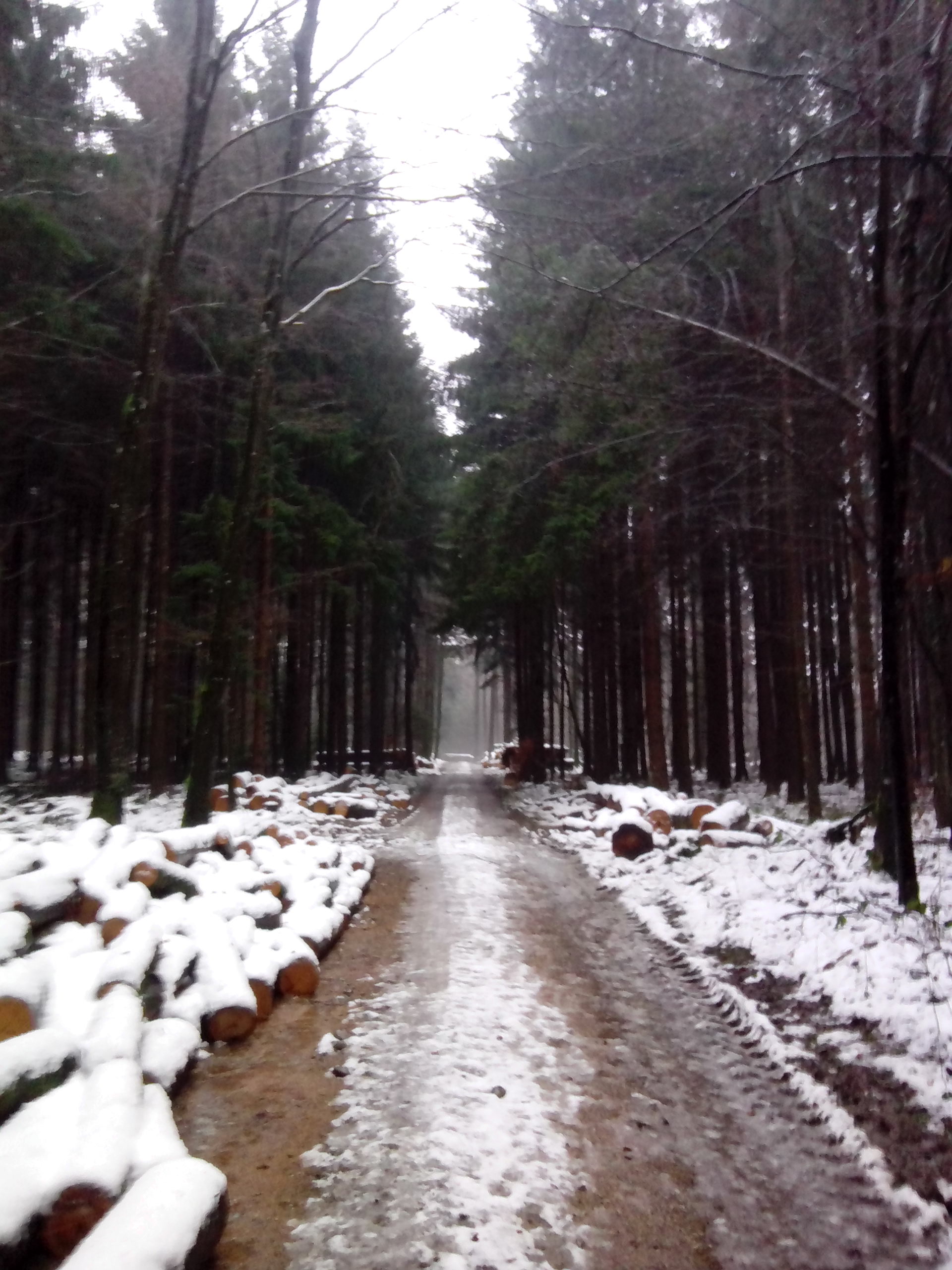 Doch am 3.1.2015 nix mehr mit herrlichem Schnee, nur noch pflotsch