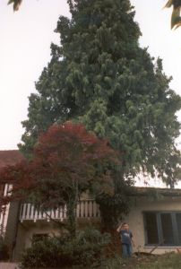 Die Thuja im Jahr 2003 als wir das Haus kauften