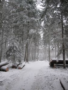 Erster Schnee im Wald am 27.Dezember 2014