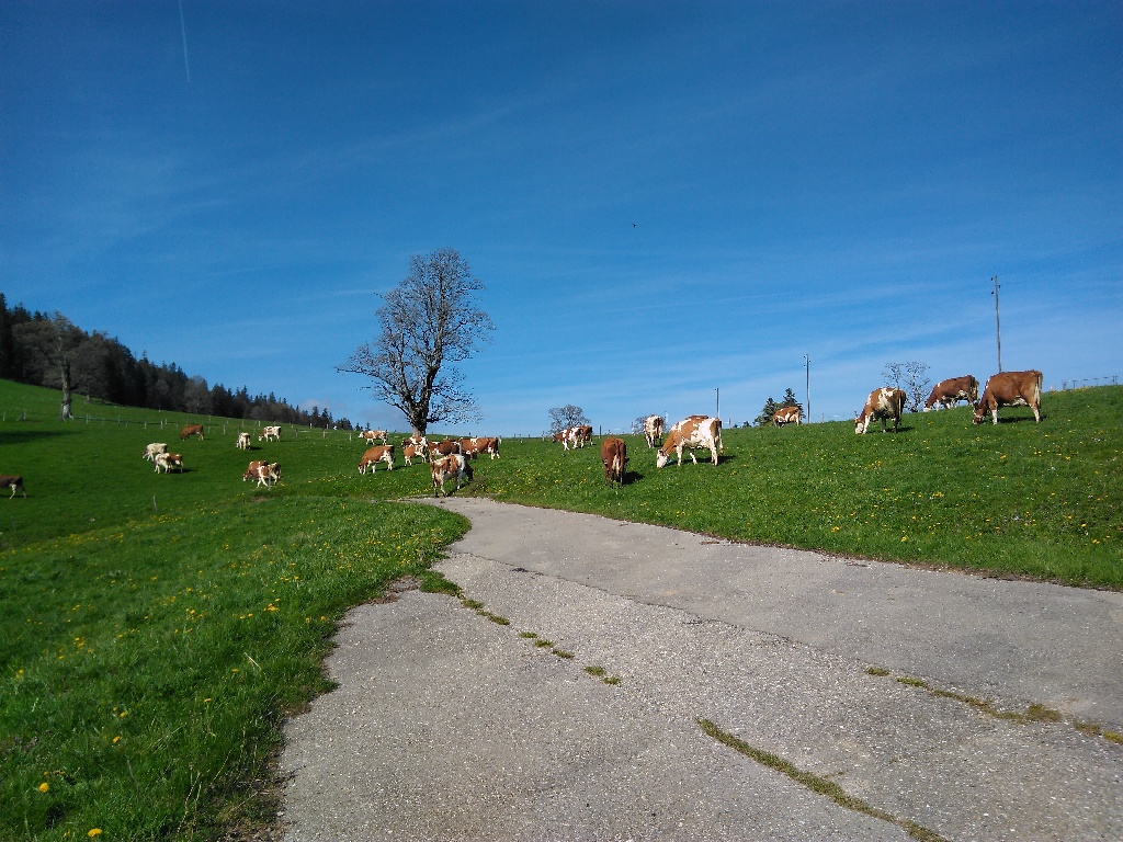 Zweite Fuhre 'Sömmerungsgäste' am 23.05.2019 um 9:46 Uhr entladen