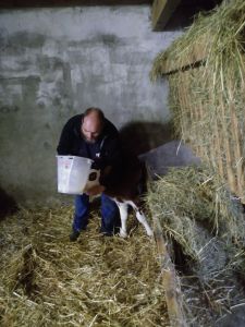 Aschi am Kalb tränken am 25.05.2019 Abends