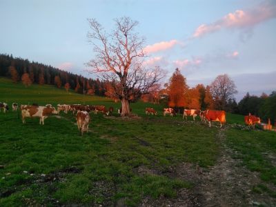 Die Kühe um 6 Uhr am 24.05.2019 beim auf die Weide treiben im Morgenrot