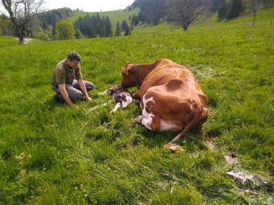 1.  Kälbchen in meiner Alpsaison am 24.05.2019