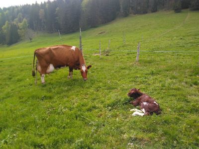 2.  Kälbchen in meiner Alpsaison am 25.05.2019