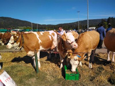 'Gehörnte' Kühe an der Viehshow in Tavannes am 11.10.2019