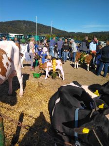 Kostümierte Kälber an der Viehshow in Tavannes am 11.10.2019