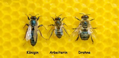 Die drei Bienenwesen