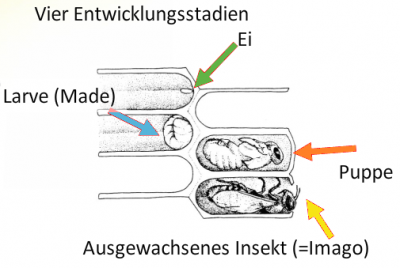 Die vier Entwicklungsstadien der Biene