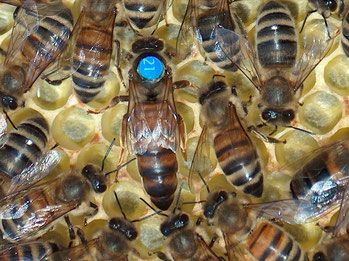 Gekennzeichnete Bienenkönigin