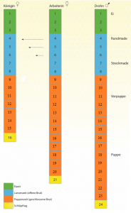 Unterschiede in der Bienen Entwicklung