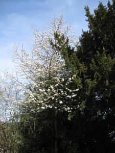 Blühender Baum in Spiez