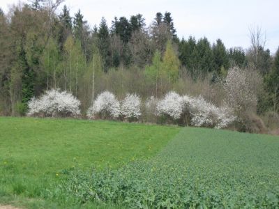 Blühende Sträucher am Wegrand