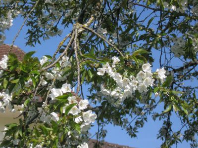 Kirschbaumblüte in Baldingen im Jahr 2018