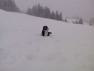 Der Mira gefällt's oberhalb von Zweisimmen