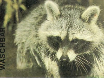 Waschbär 65